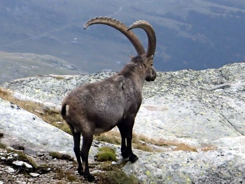 Fichier:20150810 133808-Aussois-XG.jpg