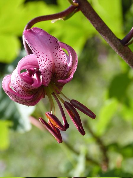 Fichier:20130711 114359-Pelvoux-RM.jpg