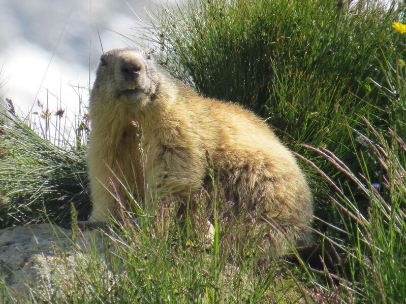 Fichier:20140715 094205-Aussois-VP.jpg