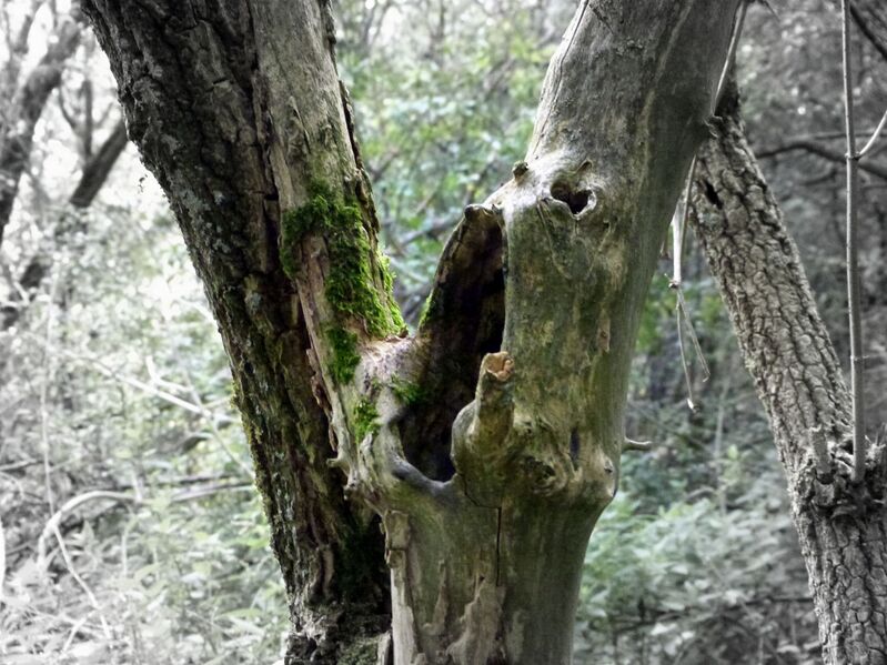 Fichier:20140907 151025-Zyudcoote-RM.jpg